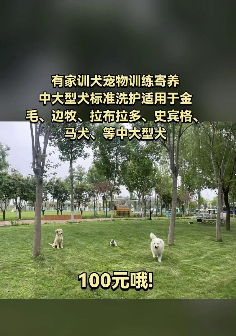 宠物狗训练（掌握关键技巧，让您的宠物狗在多久内完成训练）