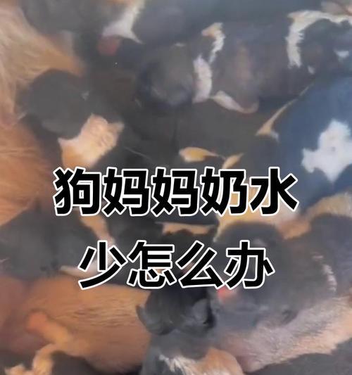 解决幼犬奶水不足的方法（有效增加幼犬乳汁分泌量的措施）