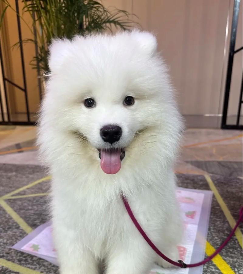 以萨摩耶疫苗接种后需要多长时间产生免疫力？（了解以萨摩耶疫苗接种后的免疫过程及时间要求）