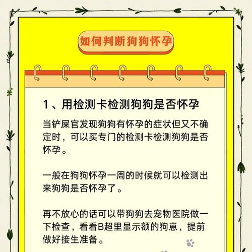小狗的怀孕周期及胎儿发育过程（了解小狗的怀孕期，助你成为负责任的养狗人）