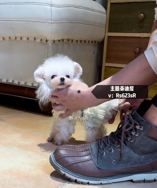 茶杯犬定型之艰辛与乐趣（揭秘茶杯犬定型的时间和技巧）