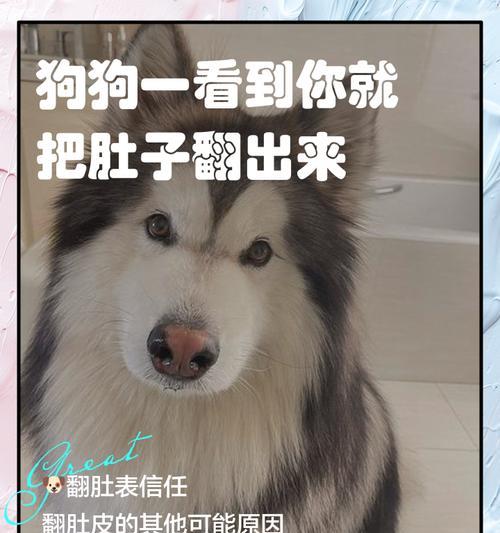 小狗翻肠子后多久会死？剖析其危险与预防方法（翻肠子对小狗生命的威胁有多大？如何有效预防？）