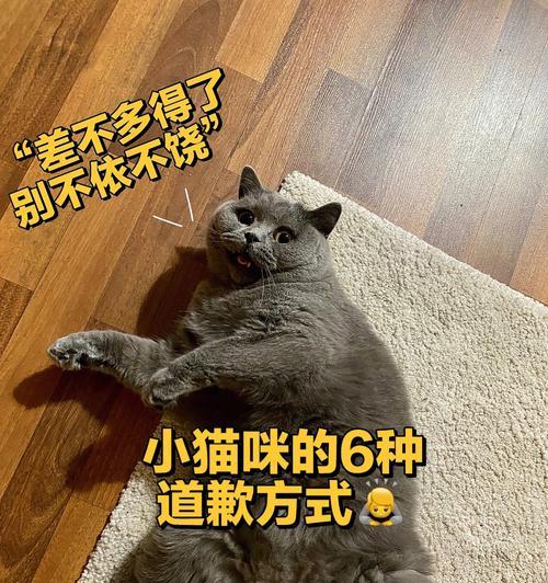 善待猫咪的7个合理方式，以达到效果为主（如何恰到好处地惩罚猫咪，让它们明白规矩？）