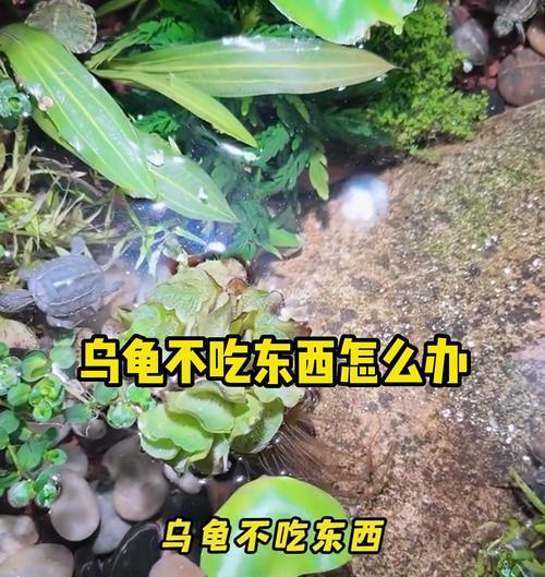 从龟吃到拉出来，这需要多长时间？（探究龟类消化系统中食物的消化速度及排泄时间）