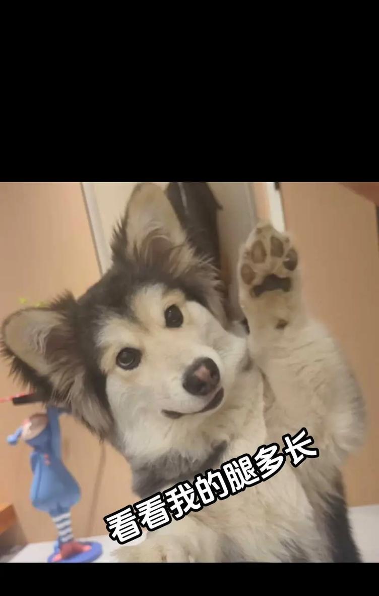 狗界长腿狗狗大盘点（细长腿让你心动不已）