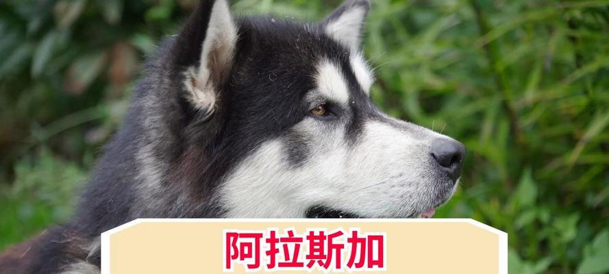 阿拉斯加犬饲养指南（从新手到专家，打造幸福与健康的犬舍生活）