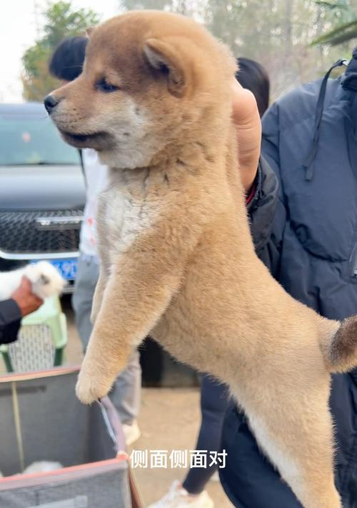 以肉乎乎的打斗的犬（挑战极限，守护伙伴！（）