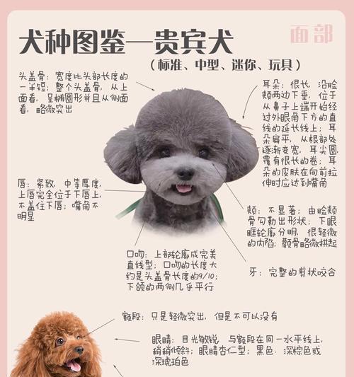 如何分辨纯种泰迪？（揭秘纯种泰迪的特征和辨别方法）