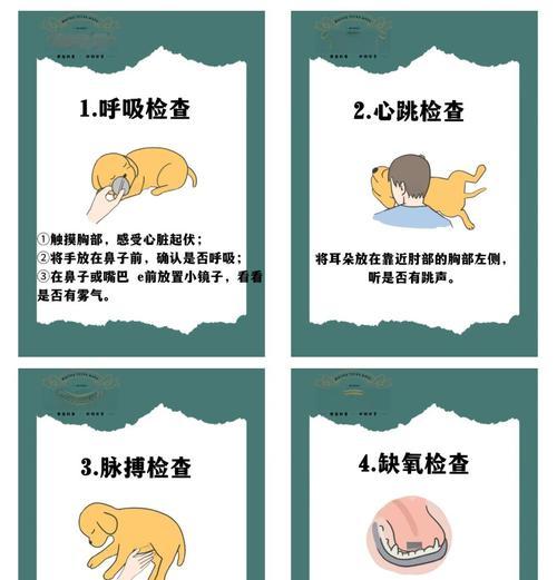 狗狗去世后该如何处理？（三种方法帮助你处理失去爱犬的痛苦）