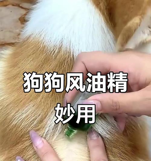 如何有效去除狗狗身上的虱子（几种简单有效的方法帮你解决狗狗身上的虱子问题）