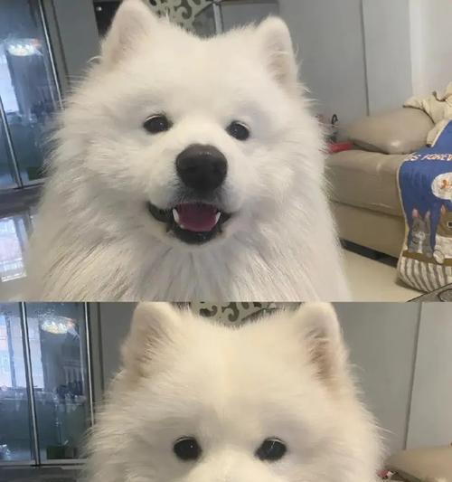 以萨摩可以多久不喝水？（探讨以萨摩犬对水分需求的时间限制）