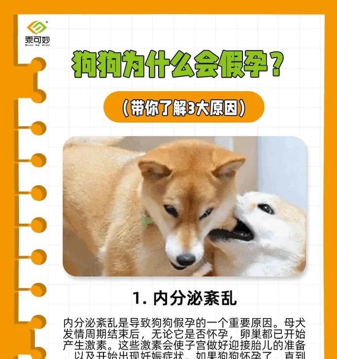 狗的妊娠期及注意事项（揭秘狗狗妊娠周期，帮你了解如何照顾孕妇狗狗）