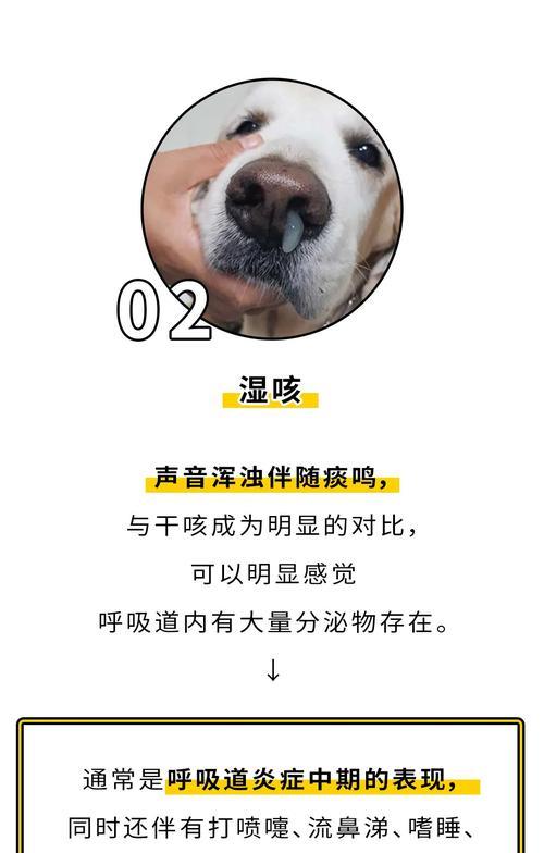 狗狗淋雨会感冒吗？（揭秘狗狗淋雨感冒的真相，专家告诉你该如何防范）