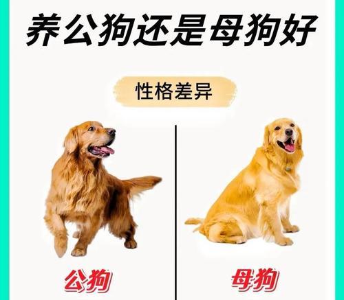 公狗交配后转身就跑，为何如此行为？（探究宠物狗交配行为背后的动机和机制）
