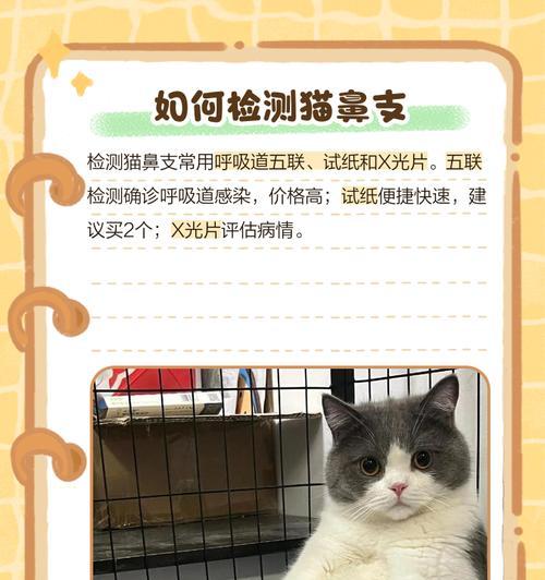如何判断猫咪是否怀孕？（掌握这些方法轻松判断它们的身体变化）