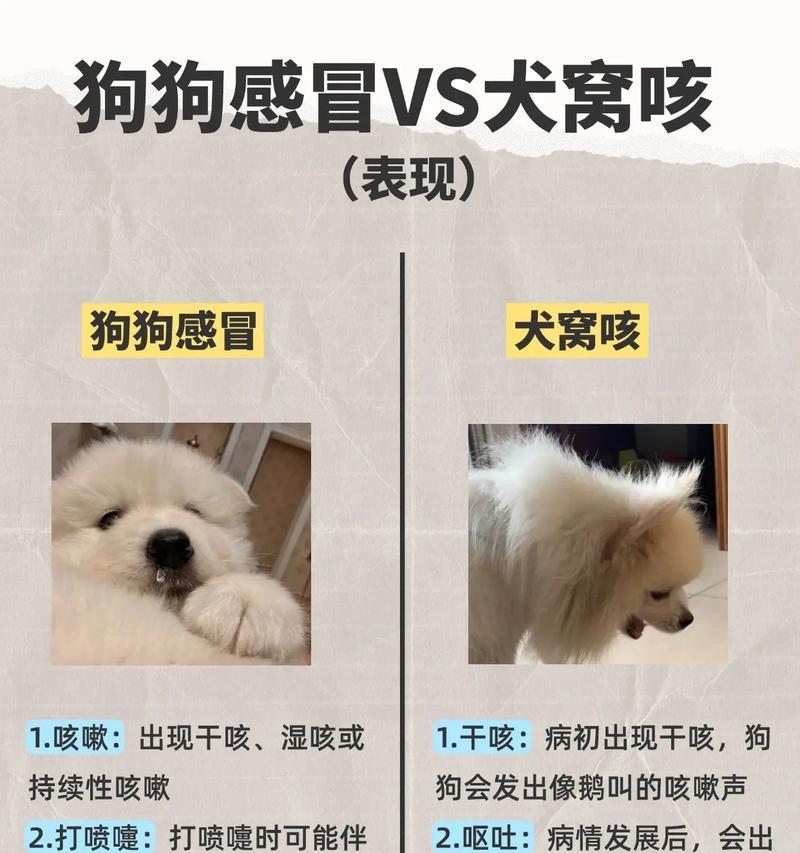 小狗咳嗽的病程长短与治疗（探讨小狗咳嗽的持续时间以及有效治疗方法）