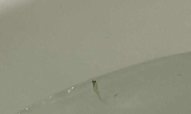 斑马鱼繁殖前的征兆（了解斑马鱼繁殖前的信号与技巧）