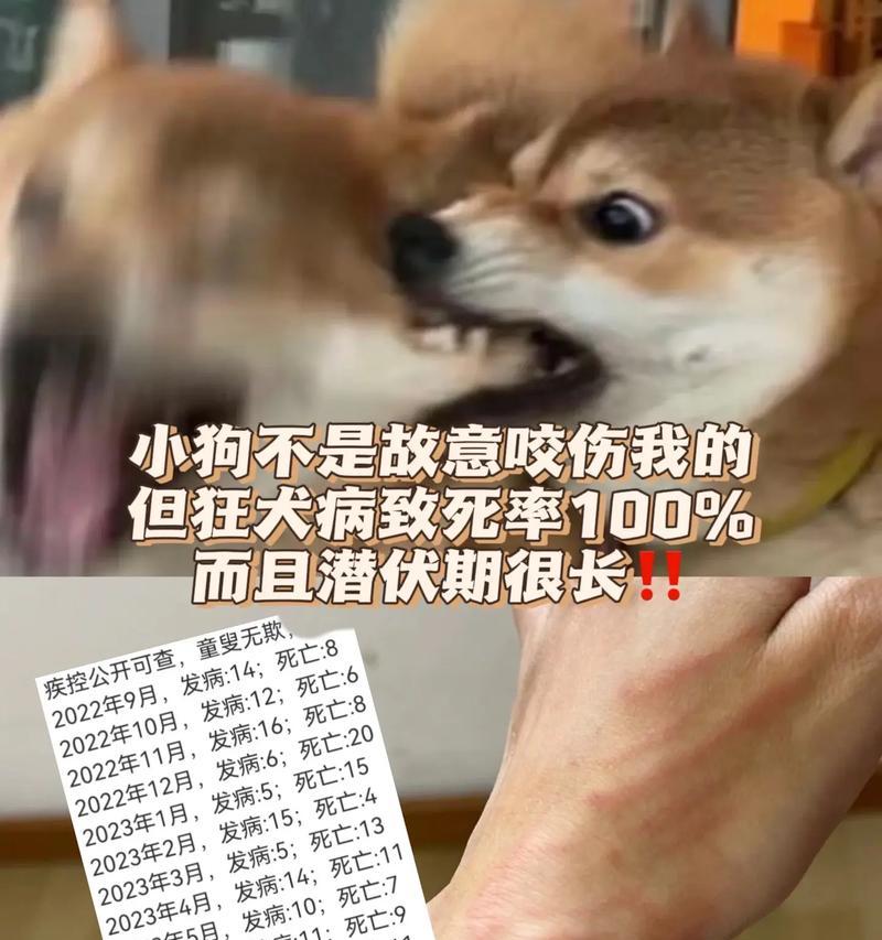 狗狗狂犬病（了解狂犬病的常见症状及如何保护你的宠物）