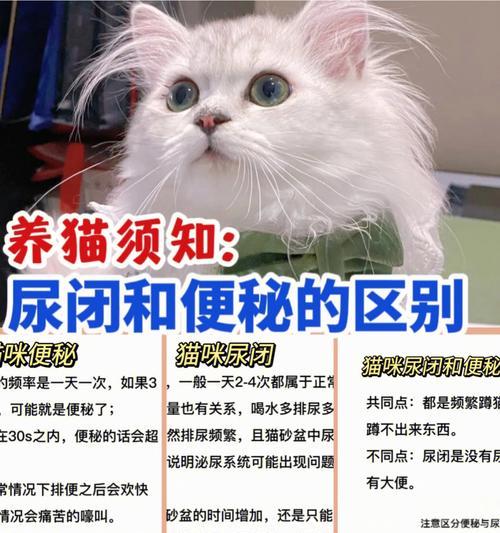 新生小猫便秘的原因与处理方法（探究新生小猫便秘的原因及如何帮助其解决便秘问题）