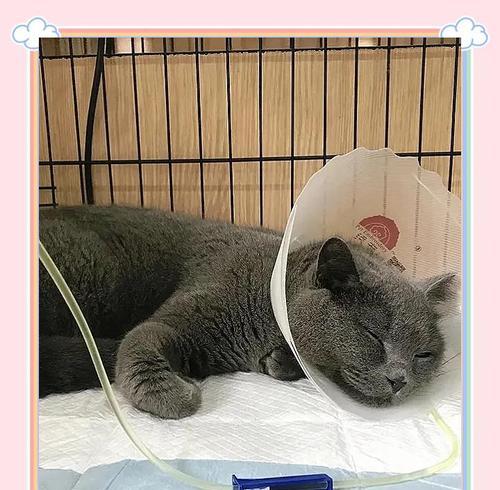 猫肾衰竭（了解猫肾衰竭的主要症状及其处理方法）
