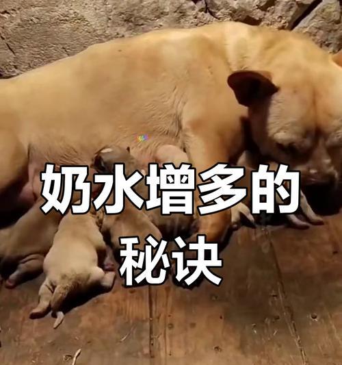 母狗产奶水与分娩的关联（探索母狗产奶水的时间和分娩的关系）