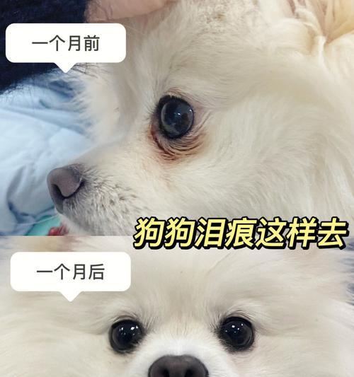 有效预防和解决狗狗泪痕问题（清除难看的泪痕！让你的宠物更美丽）