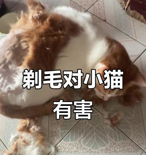 剃毛后的猫需要多久才能长出毛（从剃毛到恢复毛发，猫咪需要等待多久？）