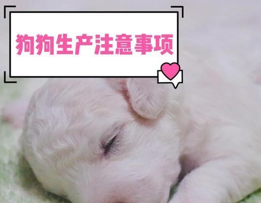揭秘狗狗生产周期的奥秘（了解狗狗的生育周期和繁殖过程）