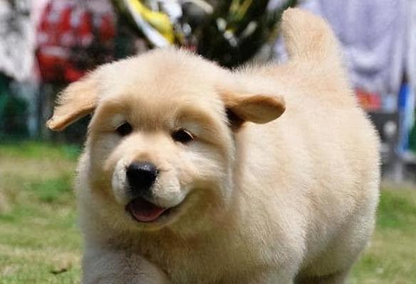 金毛犬的体型多大？——了解金毛犬的标准体型和体重（探索金毛犬的体型特征与理想体重）