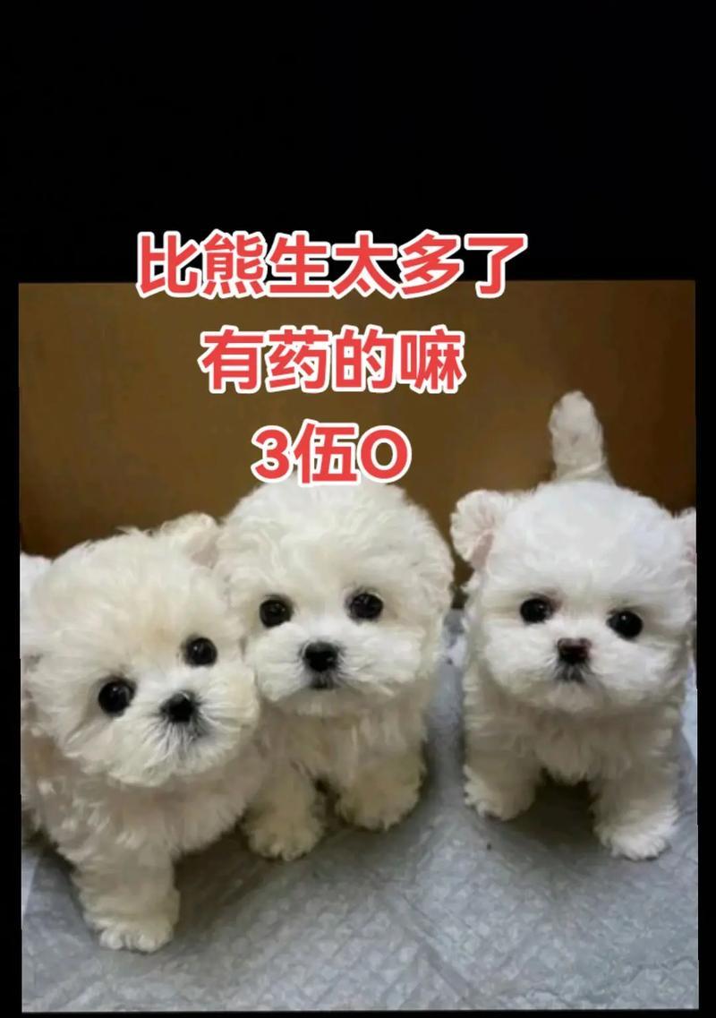 如何正确养护新生比熊（关爱细节让小犬健康成长）