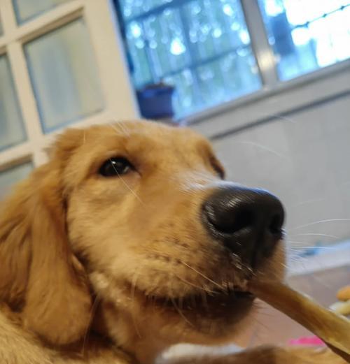 养一只金毛犬的花费及购买费用（了解养金毛犬的经济成本和购买价格）