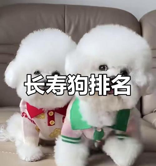 狗的寿命（狗的平均寿命、影响寿命的因素以及如何延长狗的寿命）