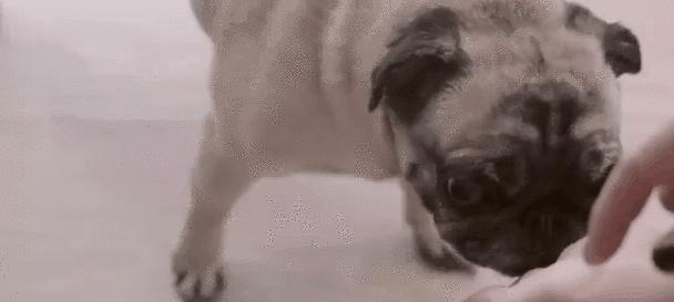 狗狗舔人的真正含义是什么？（狗狗口腔问题需要重视一下）