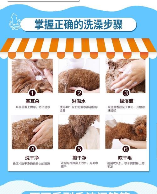 泰迪狗繁殖期间适宜洗澡的时间与方法（了解泰迪狗下崽后的洗澡常识，让宠物更舒适）
