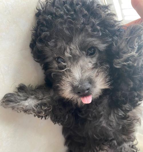 泰迪犬的毛发为什么会变灰？（探寻泰迪毛发灰化的原因及时间周期）