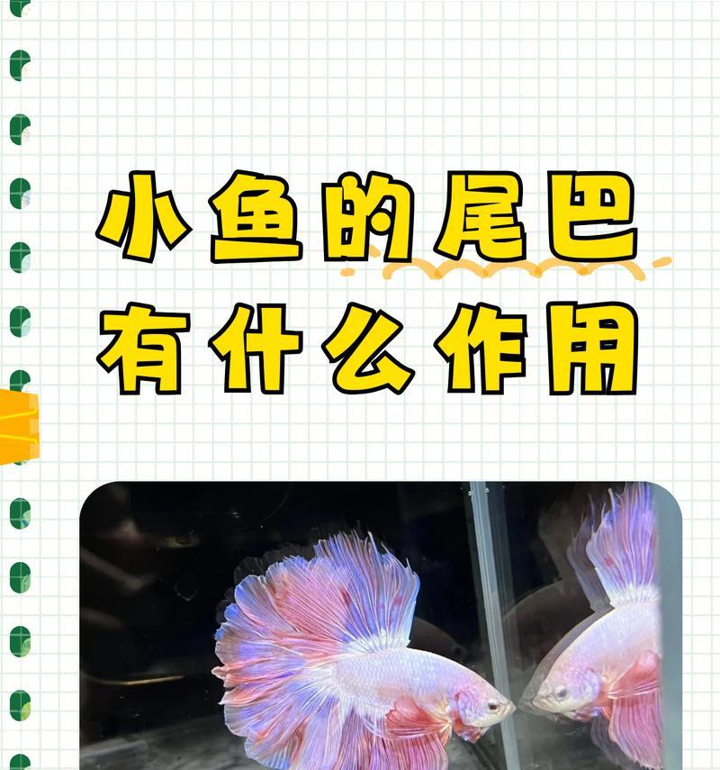 凤尾鱼的繁殖周期及其关键因素（探究凤尾鱼繁殖周期的生态学和环境因素）
