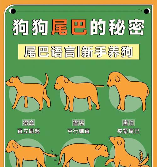 揭开小狗的秘密（探寻小狗的神秘世界）
