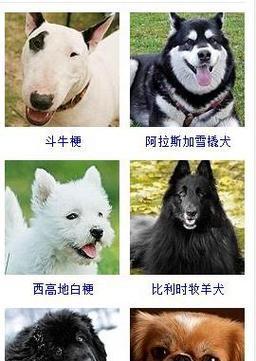 狗狗取名大全（狗狗能取哪些名字？一份详尽指南）