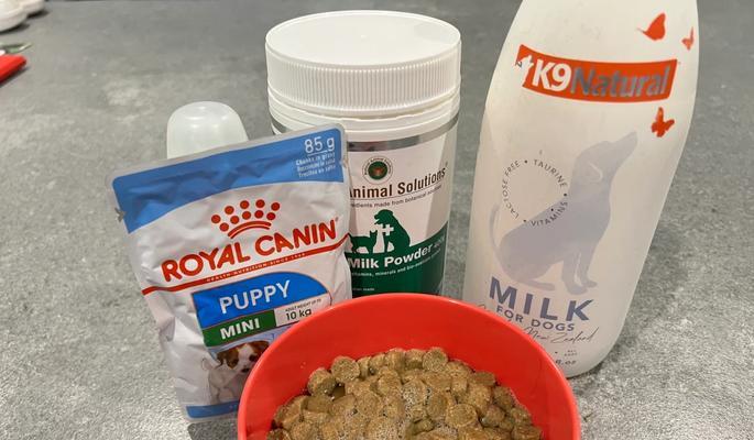 刚满月的狗狗断奶后多久开始吃东西？（了解狗狗断奶后开始进食的时间以及注意事项）