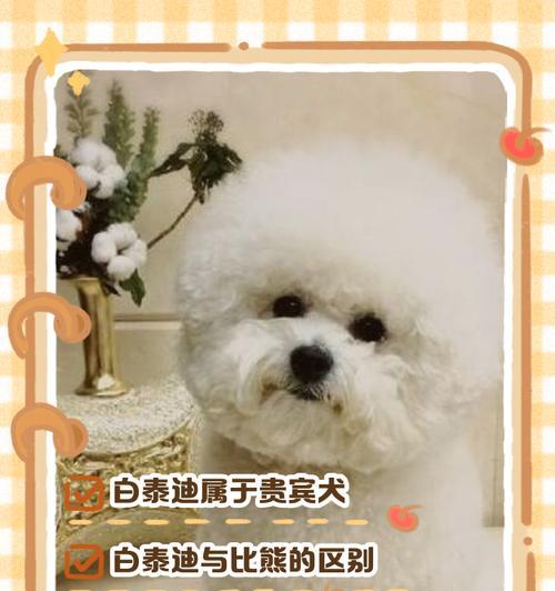 比熊和白泰迪的区别（解析两种狗狗外观、性格和护理方面的不同点）