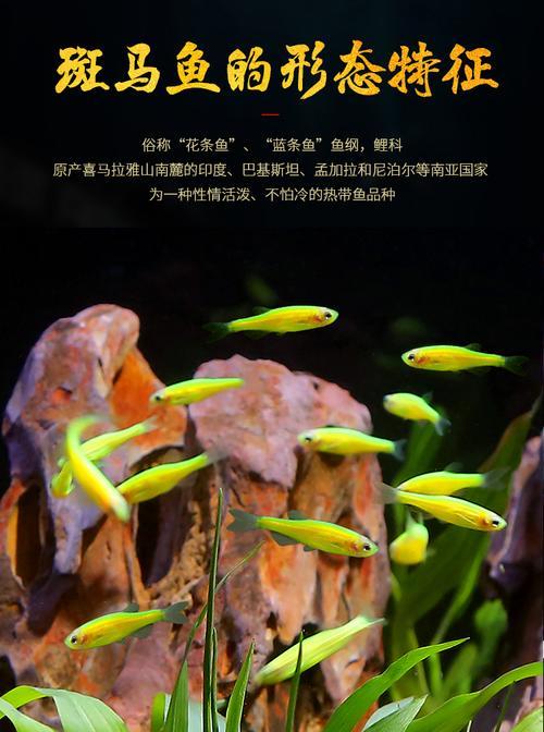 斑马鱼的9个不同品种介绍（探索斑马鱼的多样性及其特征和适应环境）