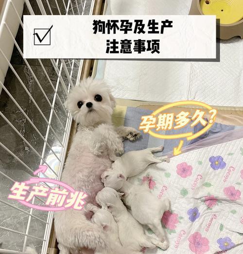 以泰迪犬配种多久下小狗的时间周期及注意事项（探究泰迪犬配种后产仔周期以及培养健康幼崽的要点）