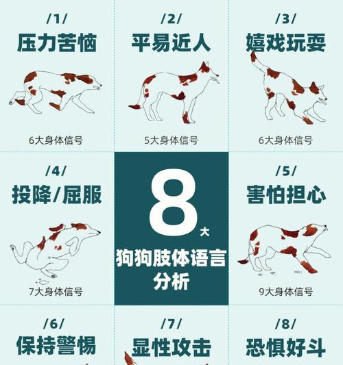 探秘狗狗的肢体语言（了解狗狗的肢体语言，建立更好的人狗关系）