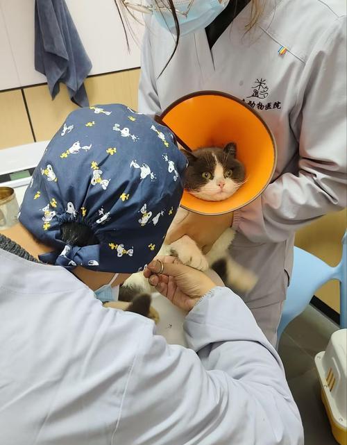 猫咪生产间隔的时间有多长？（揭秘猫咪分娩的时间间隔及其影响因素）