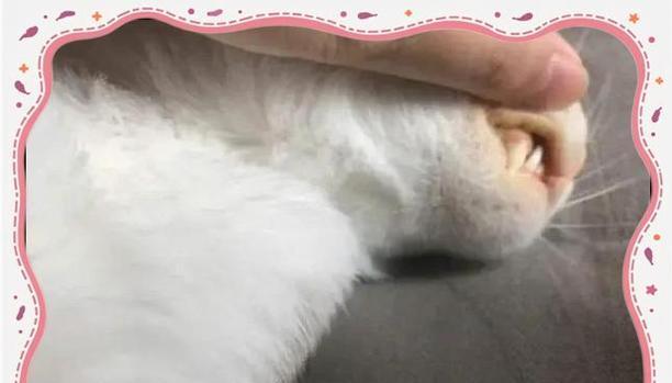 猫黄疸症状解析（视粘膜黄染、精神萎靡、食欲下降，关注猫黄疸的表现）