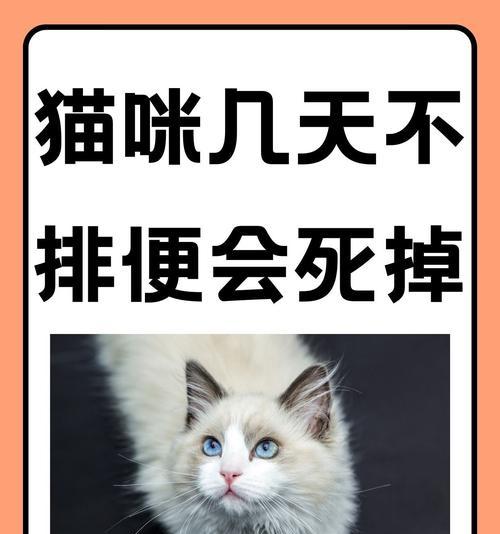 猫的排便频率（了解猫咪的排便习惯，关注它们的健康）