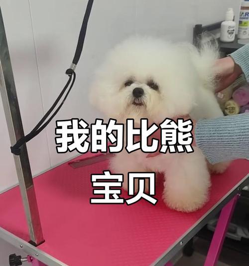 比熊幼犬的睡眠需求（了解比熊幼犬睡眠时间的重要性）