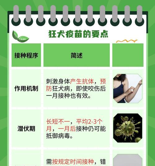 狗患有狂犬病后发作的时间周期（详细解析狗患狂犬病后发作的时间周期）
