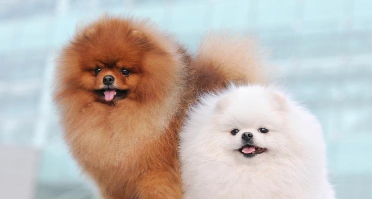 博美犬（揭开博美犬养育的8个优势）