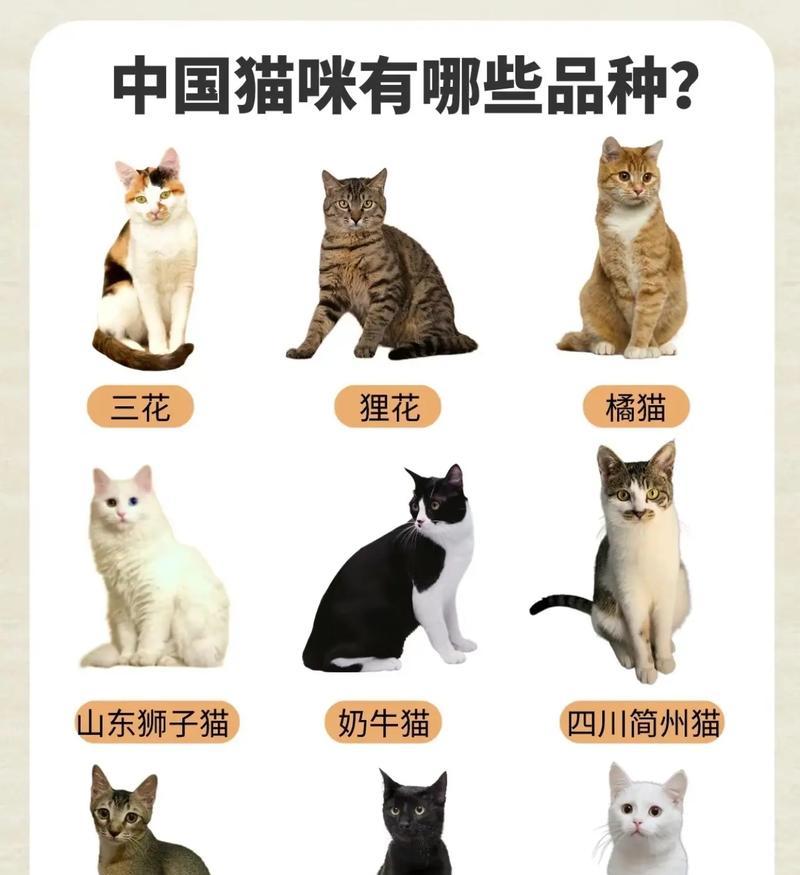 中国特色猫咪品种大全（探寻中国猫咪的独特之处）